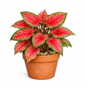 Caladium