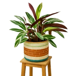 Calatea Hoja de Indio