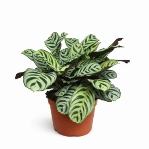 Calathea Burle Marx