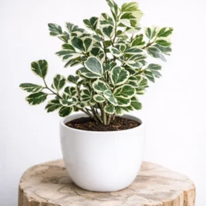 Ficus Triangular
