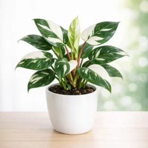 Filodendro White Princess