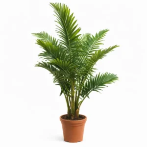 Palma Reina Alejandra