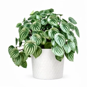 Peperomia Argyreia