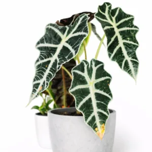 Alocasia Amazónica