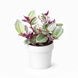 Tradescantia Panameña