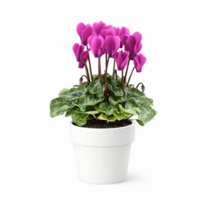 Violeta de los Alpes