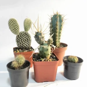 Cactus