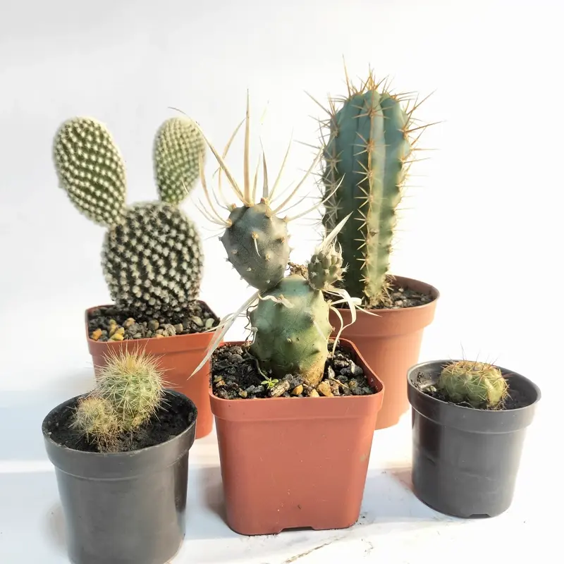 Cactus