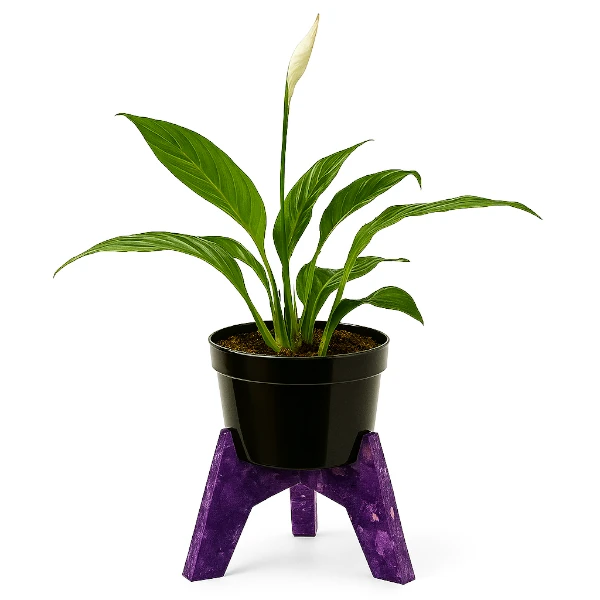 Espatifilo (Cuna de Moisés)