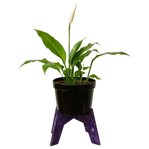 Espatifilo (Cuna de Moisés) - Image 2