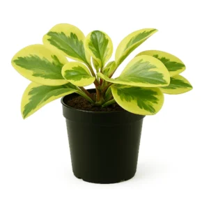 Peperomia