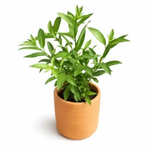 Caballero de la Noche