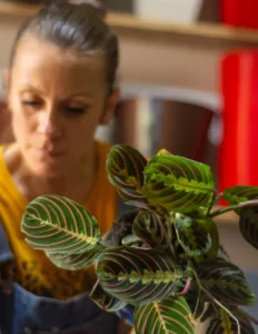 Limpieza-Profunda-y-Tratamiento-de-Plantas-1 Diseño de Jardines